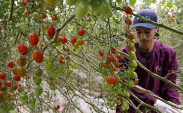 TOMATES