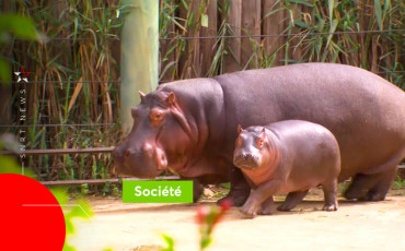 Bébé Hippopotame Rabat