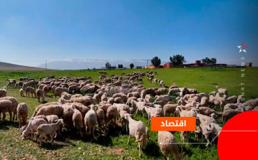 oujda