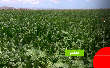 فلاحة