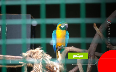 طيور