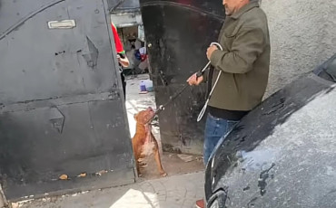 Pitbull