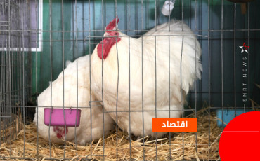 دجاج الزينة