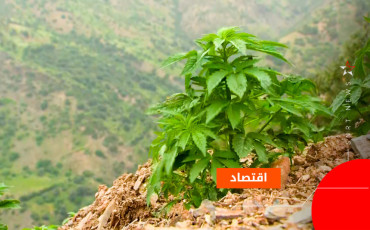 القنب الهندي