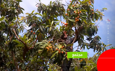بساتين المزاح