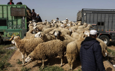 moutons