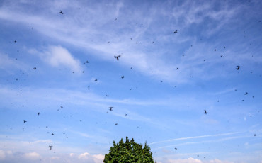 insects