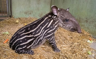 TAPIR