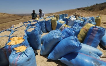 حبوب-قمح