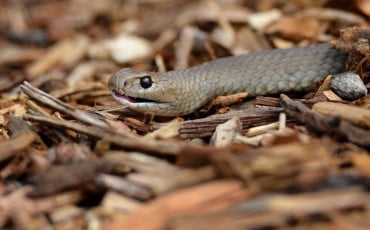 serpent