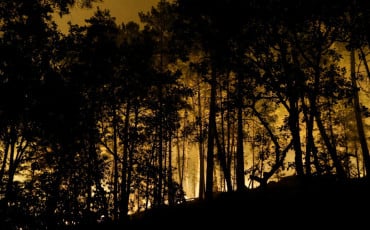 Incendie Forêt de Fontainebleau