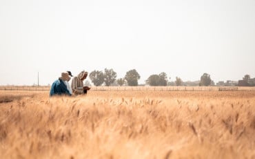 حبوب - فلاحة - جفاف - قمح 