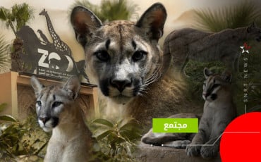 أسود الجبال