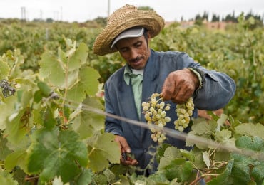 Agriculture-raisin- فلاحة-عنب