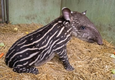 TAPIR
