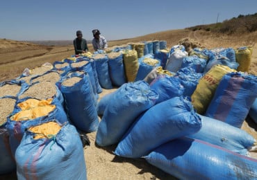 حبوب-قمح