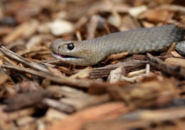 serpent
