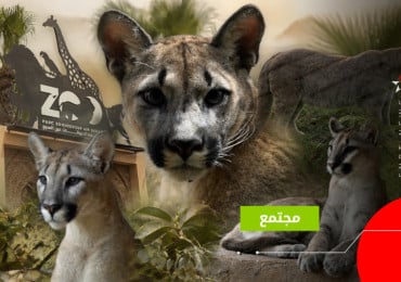 أسود الجبال