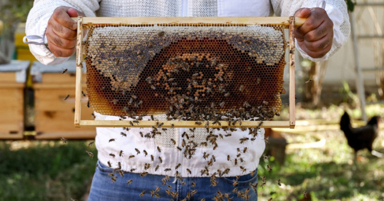 Apiculture
