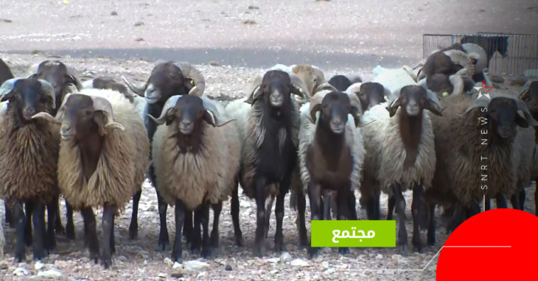 بني كيل