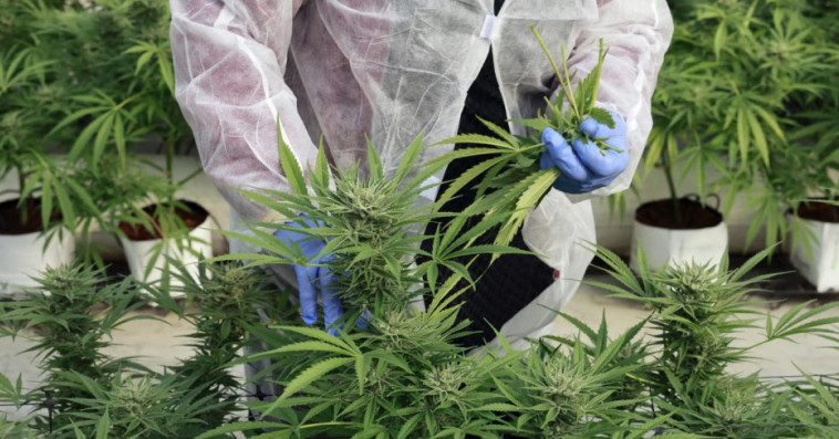 القنب الهندي- cannabis