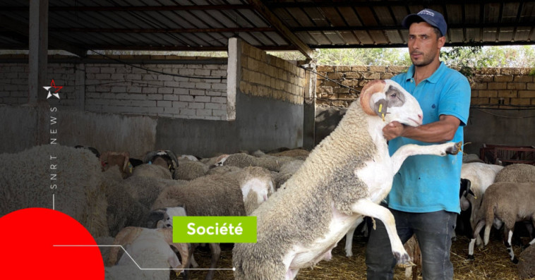 Reportage dans un souk de moutons