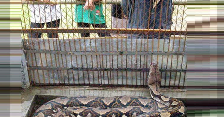  snake 