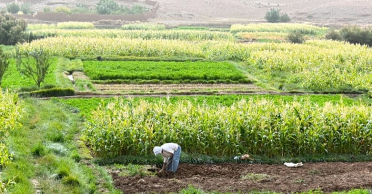 فلاحة
