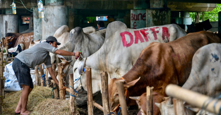 VACHE