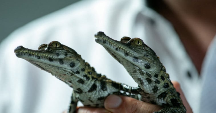 Crocodiles