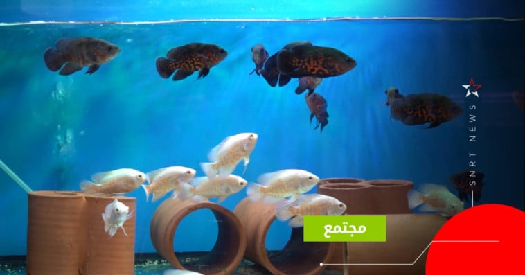 أسماك الزينة