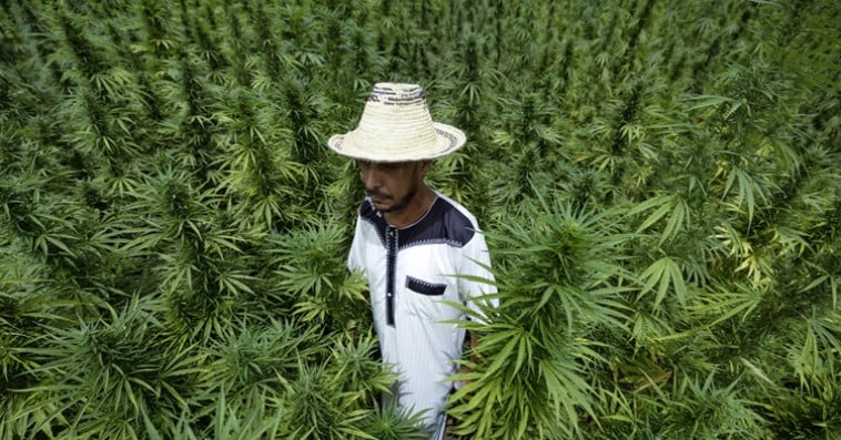 Agriculteurs-Cannabis