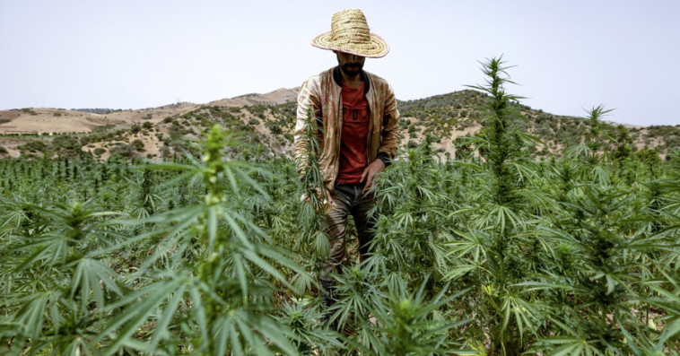 Cannabis