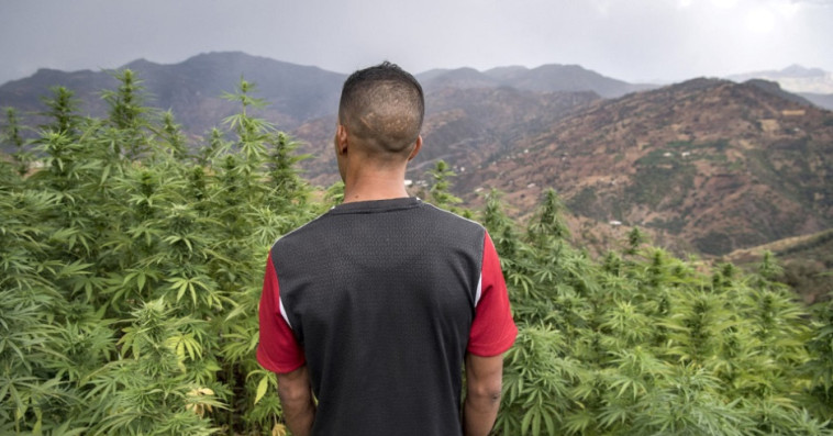 القنب الهندي- cannabis
