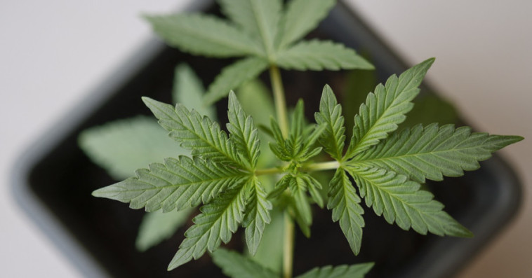 Cannabis