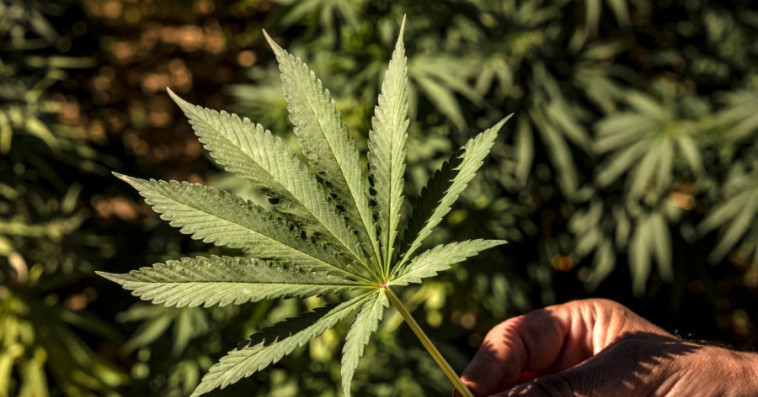 cannabis