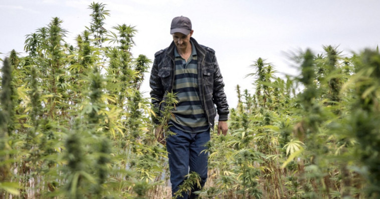 cannabis