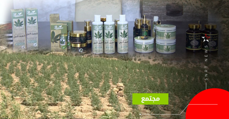 القنب الهندي