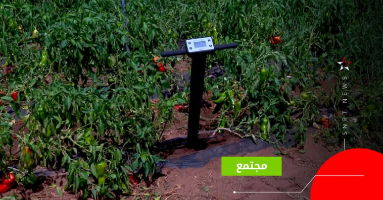 شجرة إلكترونية