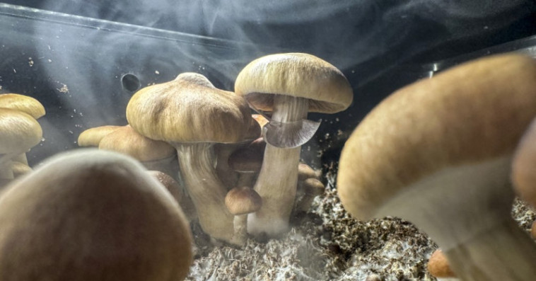 champignons