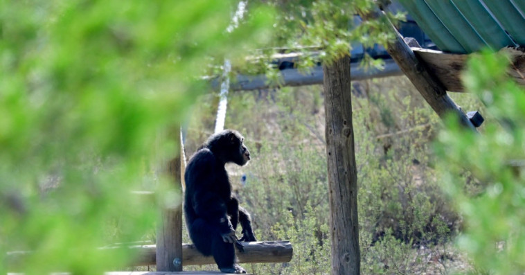Chimpanzé