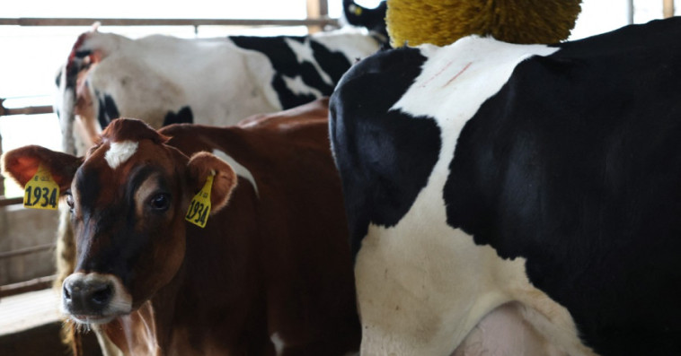 vaches