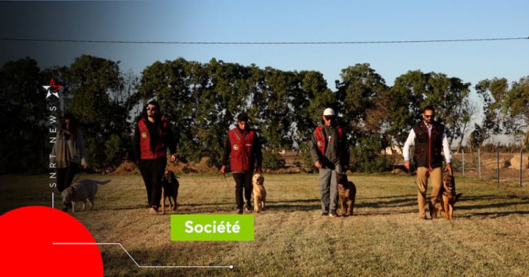 Dressage des chiens