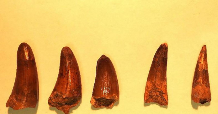 dents dinosaure