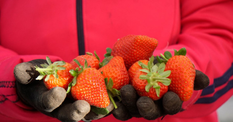 FRAISE