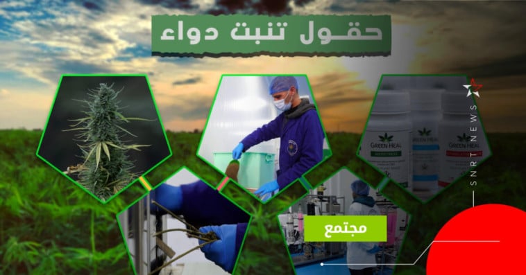 القنب الهندي 