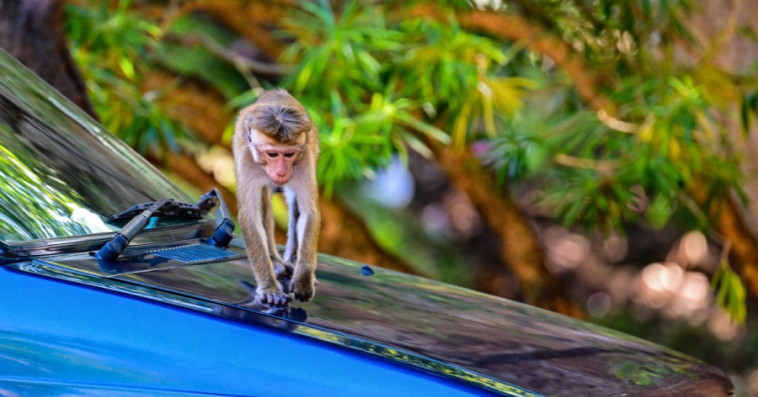 Singe