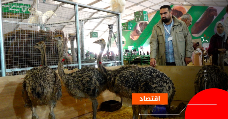 مشروع لتربية النعام بأولاد تايمة