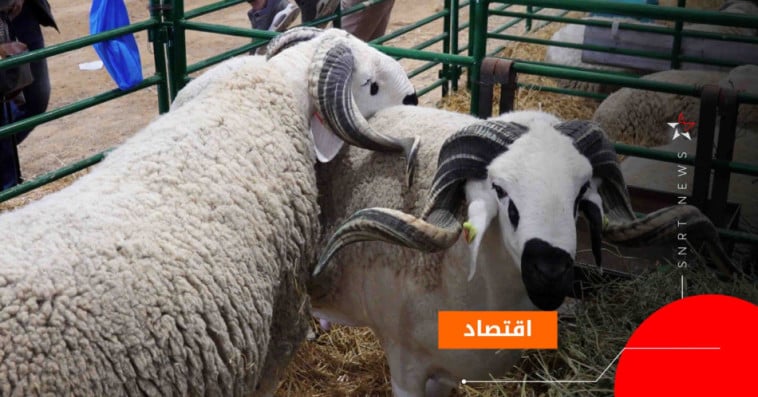 مربو المواشي