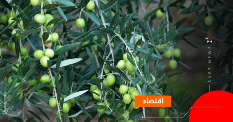الزيتون 